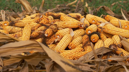 Corn from Punjab